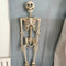 5 ft 5 in Halloween Poseable Life Size Skeleton Party Prop Human Anatomy Model