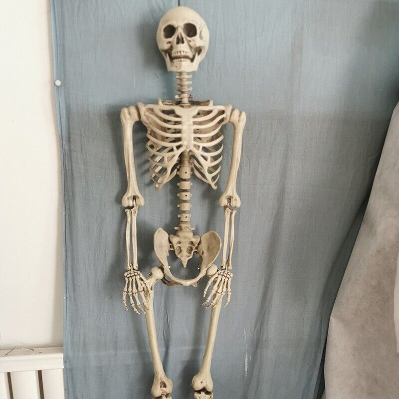 5 ft 5 in Halloween Poseable Life Size Skeleton Party Prop Human Anatomy Model