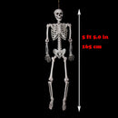 5 ft 5 in Halloween Poseable Life Size Skeleton Party Prop Human Anatomy Model