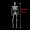 5 ft 5 in Halloween Poseable Life Size Skeleton Party Prop Human Anatomy Model
