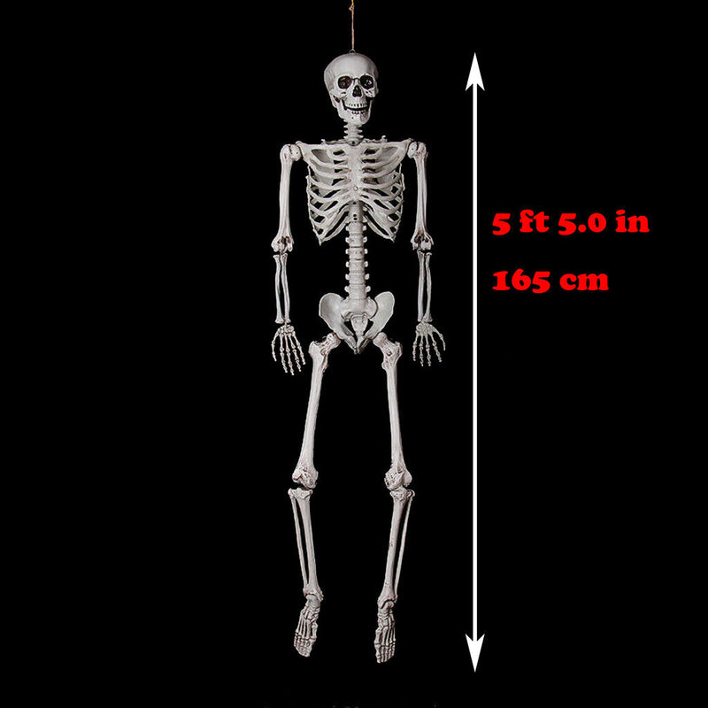 5 ft 5 in Halloween Poseable Life Size Skeleton Party Prop Human Anatomy Model