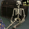 5 ft 5 in Halloween Poseable Life Size Skeleton Party Prop Human Anatomy Model