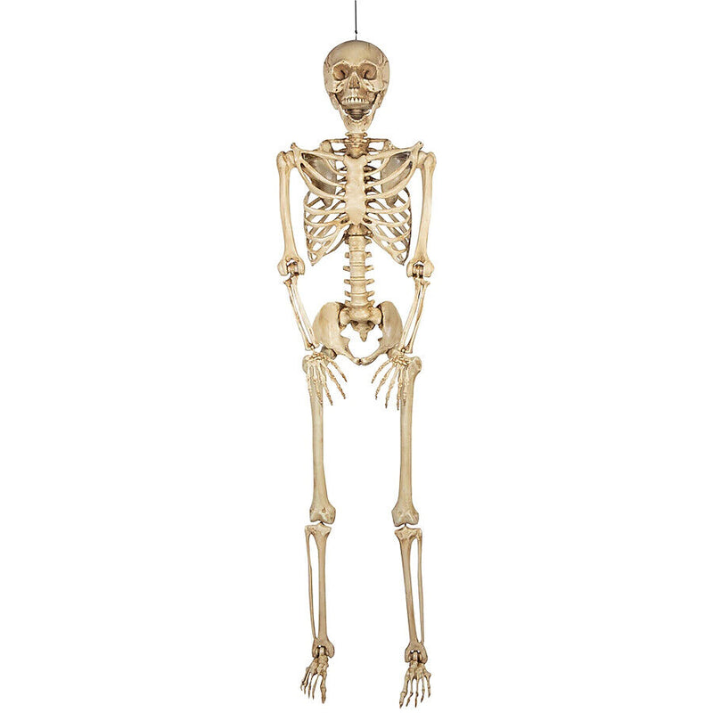 5 ft 5 in Halloween Poseable Life Size Skeleton Party Prop Human Anatomy Model